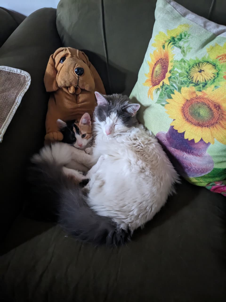 Max y Nina - Mascota feliz en Guppy Vet