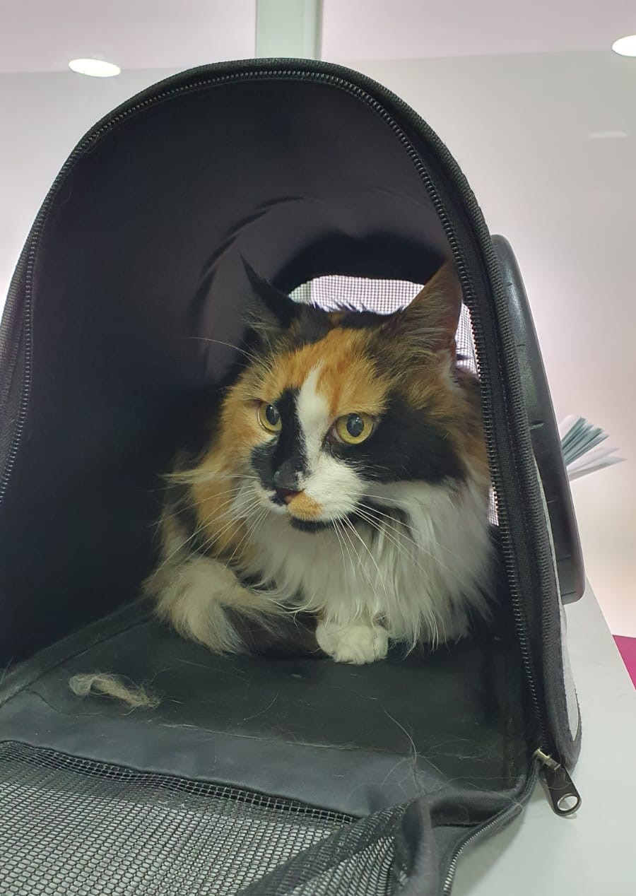 Molly - Mascota feliz en Guppy Vet