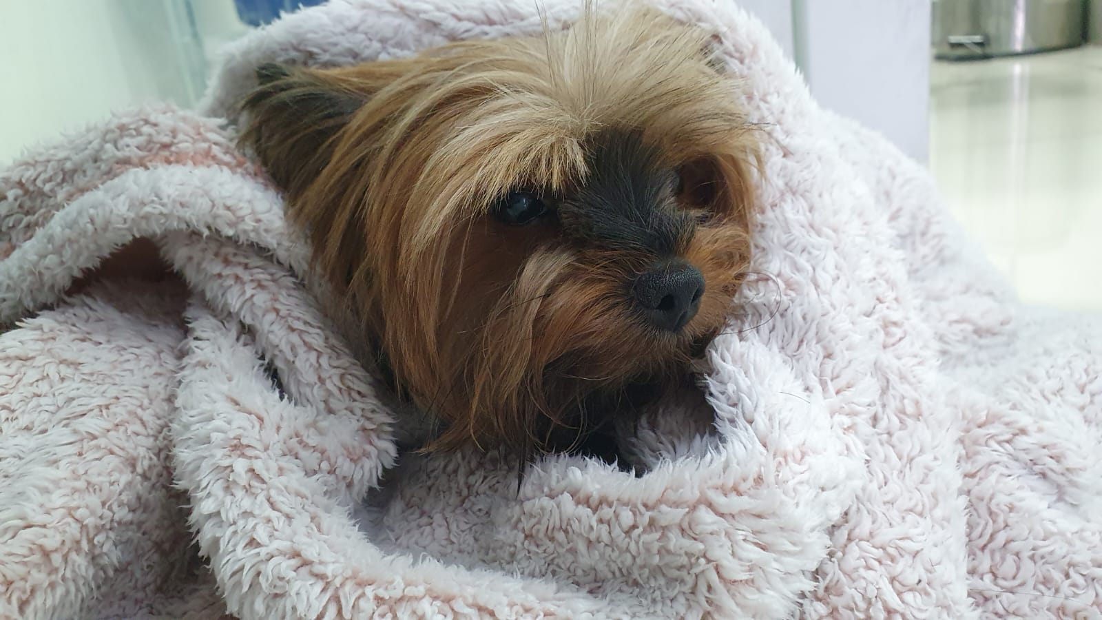 Lila - Mascota feliz en Guppy Vet