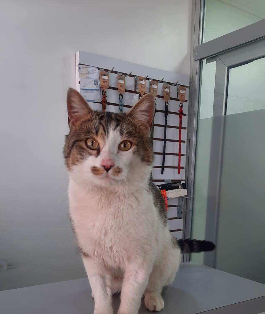 Jiraiya - Mascota feliz en Guppy Vet