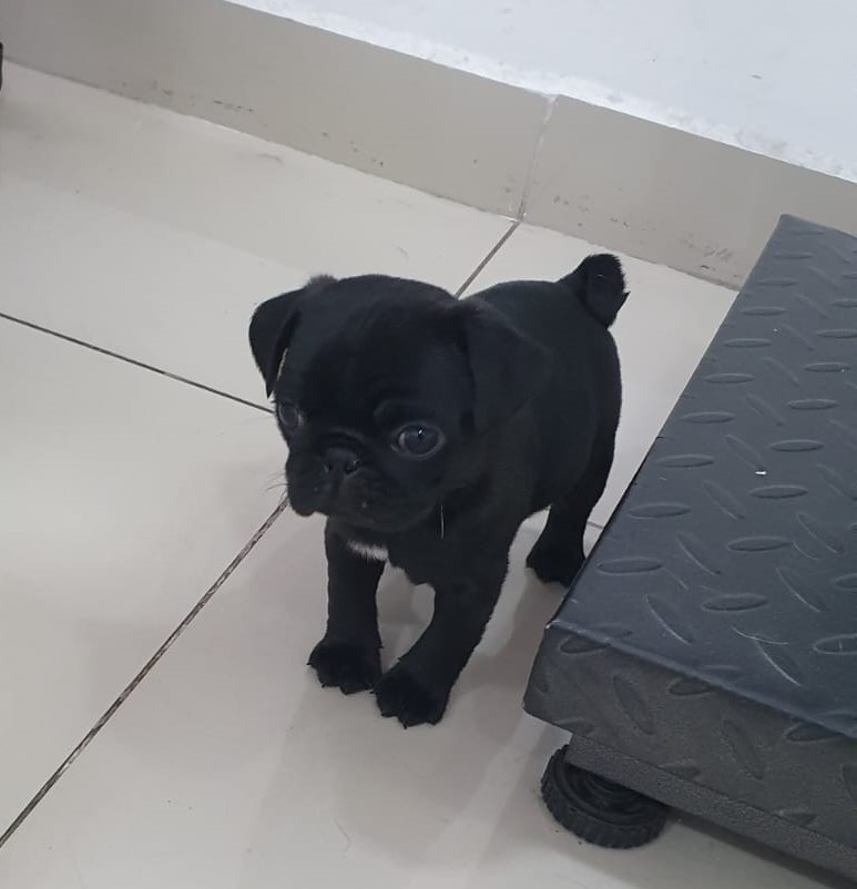 Blue - Mascota feliz en Guppy Vet