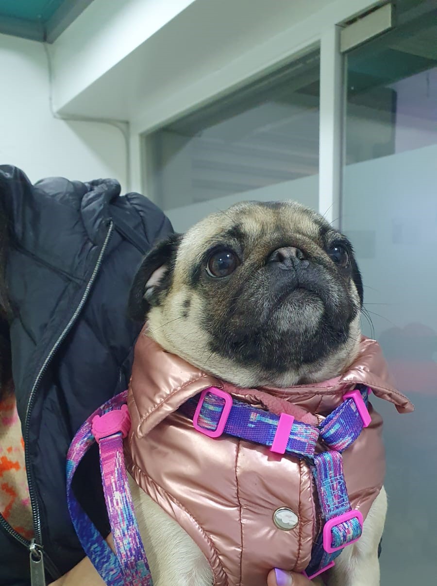 Polly - Mascota feliz en Guppy Vet