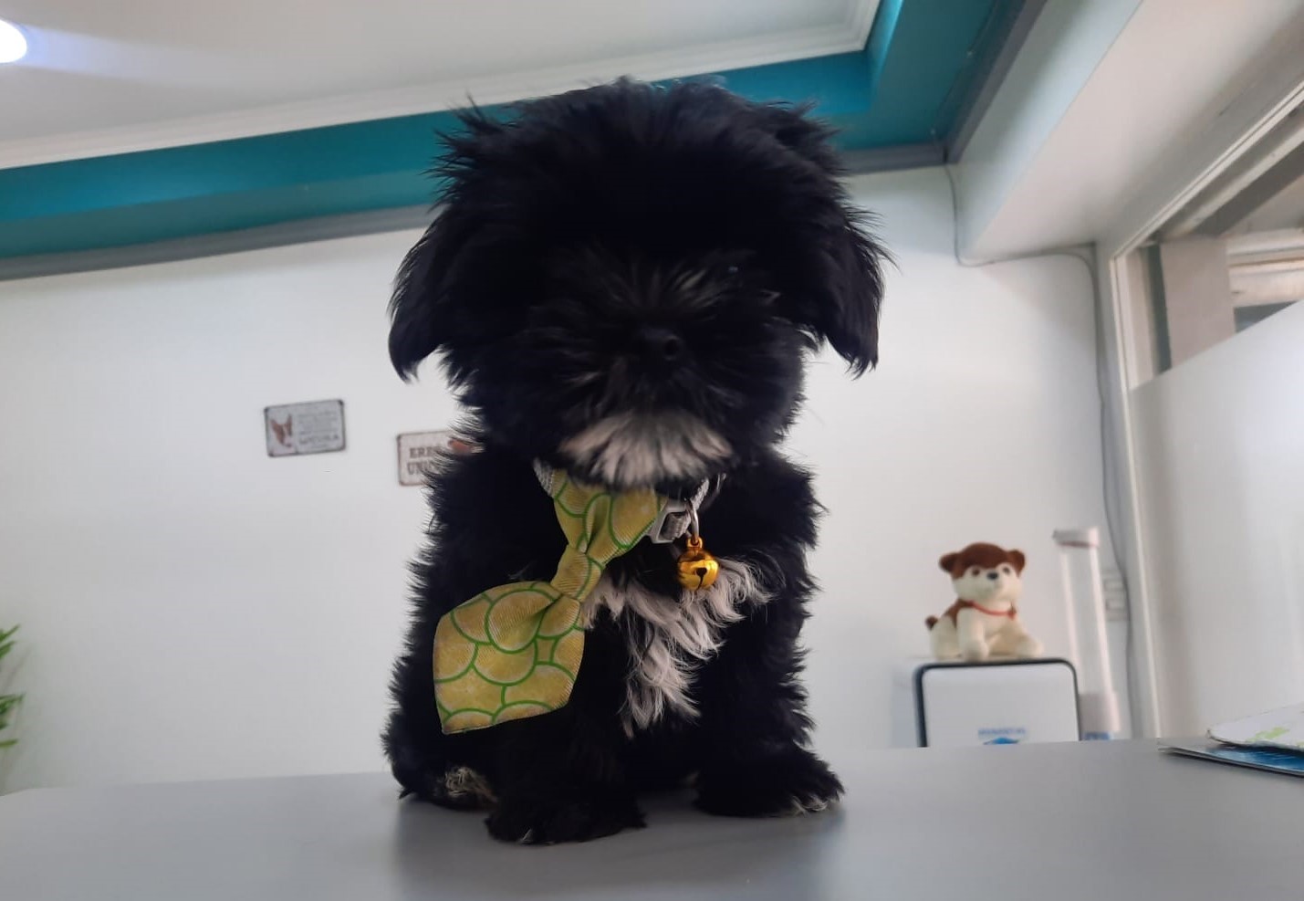 Simón - Mascota feliz en Guppy Vet