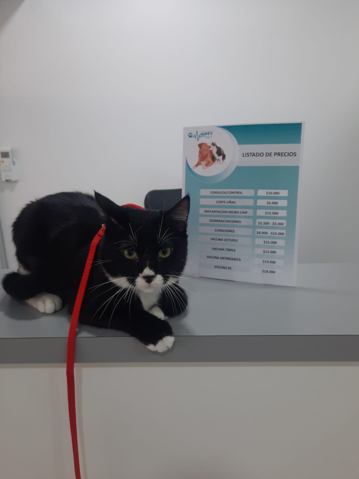 Guppy - Mascota feliz en Guppy Vet