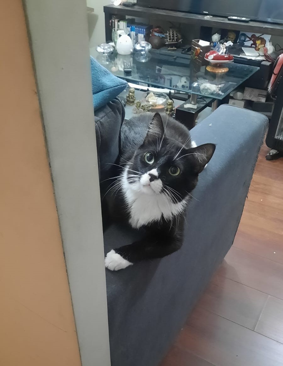 Guppy, nuestro gatito inspiración y el equipo veterinario