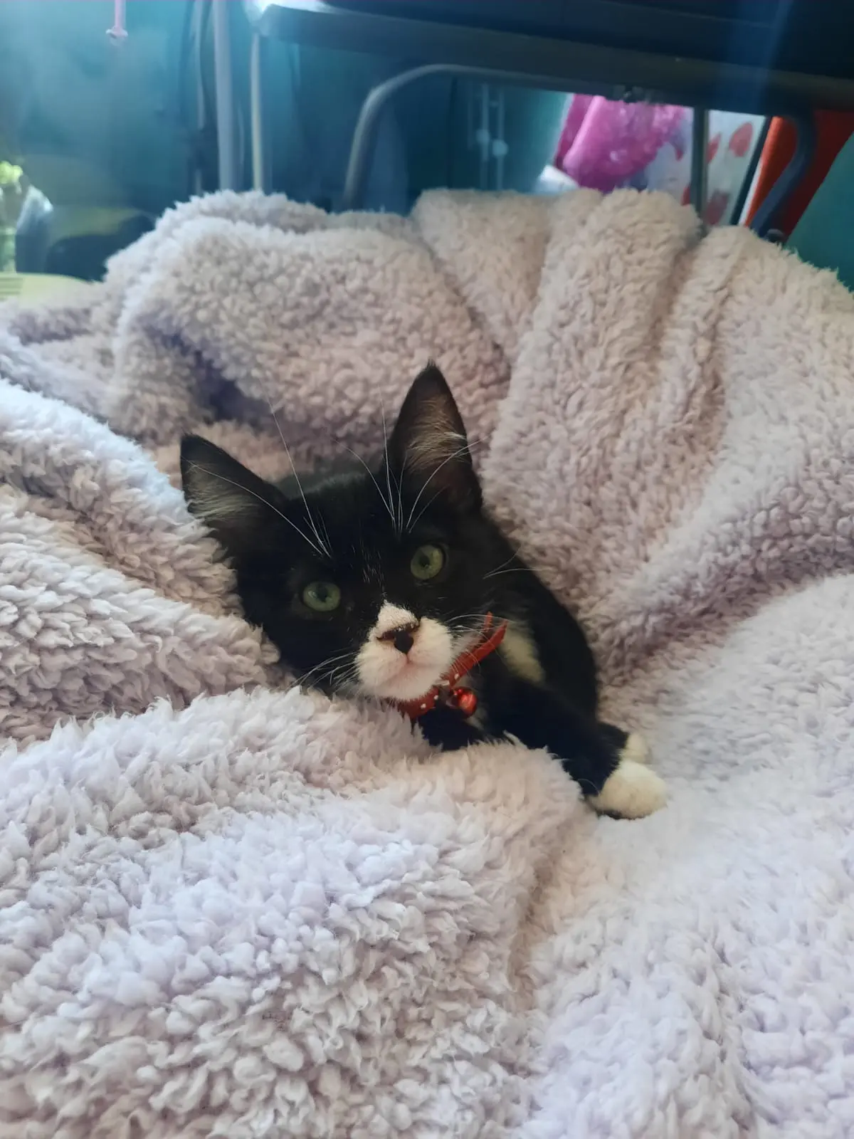 Mascotas felices en Guppy Vet